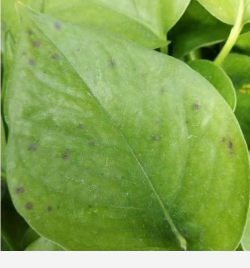 黃金葛起黑點是怎麼回事？-德昌盛的回答