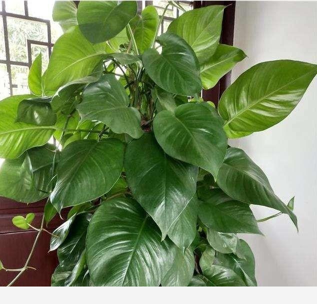 黃金葛葉子發白怎麼回事？-鄉村一亮的回答