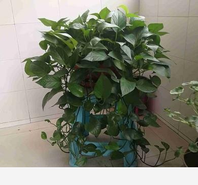 黃金葛不缺水、通風好、光照可以，怎麼還黃葉？-養花匠小齊的回答