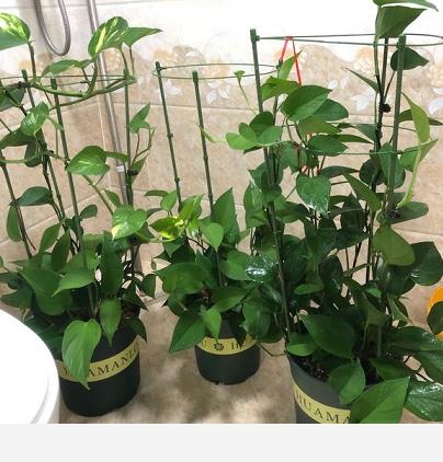 黃金葛不缺水、通風好、光照可以，怎麼還黃葉？-養花匠小齊的回答