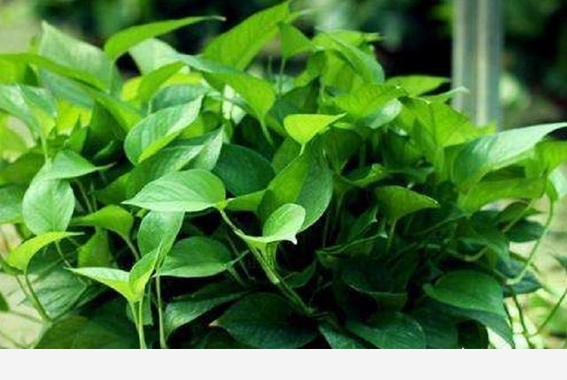 黃金葛不缺水、通風好、光照可以，怎麼還黃葉？-一柯花草的回答