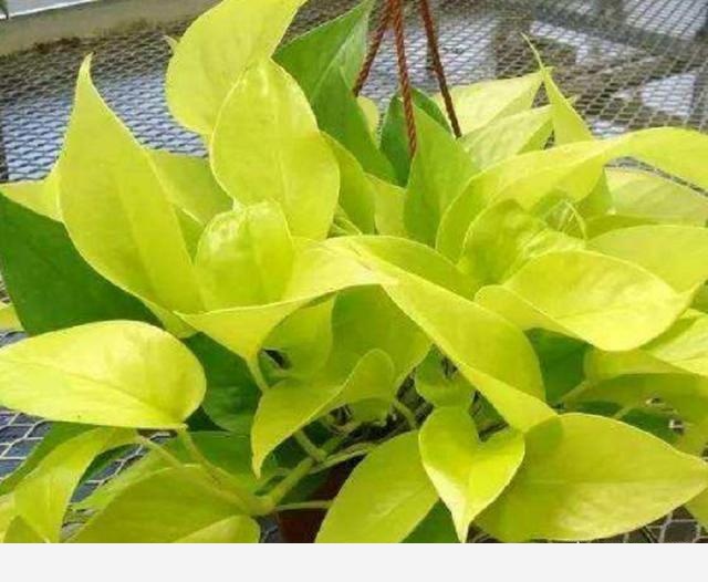 黃金葛不缺水、通風好、光照可以，怎麼還黃葉？-一柯花草的回答