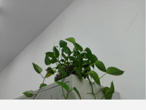 黃金葛不缺水、通風好、光照可以，怎麼還黃葉？-葉虹時光微生物菌劑的回答