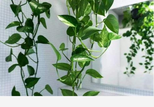 黃金葛不缺水、通風好、光照可以，怎麼還黃葉？-葉虹時光微生物菌劑的回答