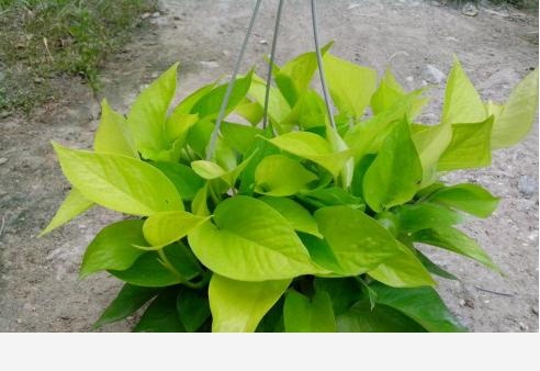黃金葛不缺水、通風好、光照可以，怎麼還黃葉？-葉虹時光微生物菌劑的回答