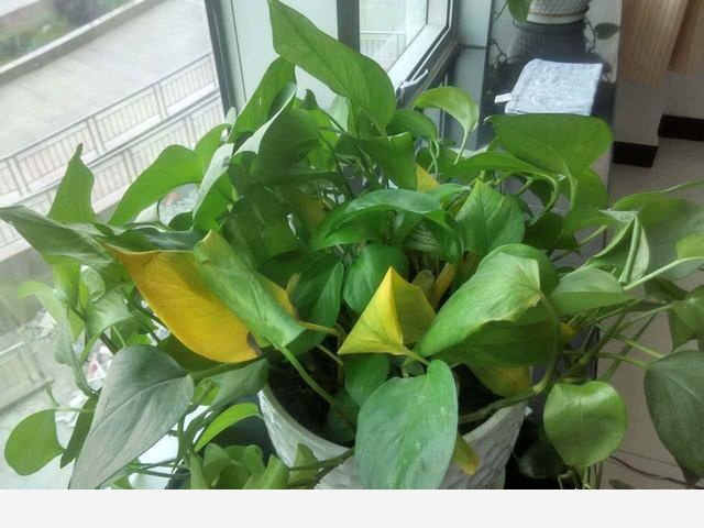 黃金葛不缺水、通風好、光照可以，怎麼還黃葉？-小哥哥的養花生活的回答