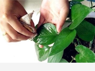 黃金葛不缺水、通風好、光照可以，怎麼還黃葉？-小哥哥的養花生活的回答