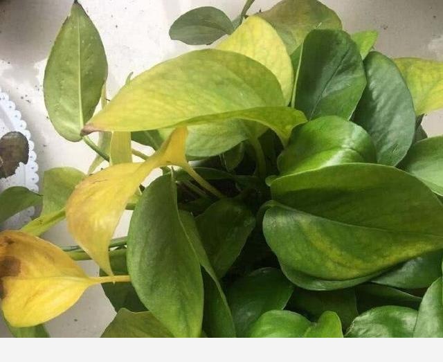 黃金葛不缺水、通風好、光照可以，怎麼還黃葉？-不喜歡背後有人的回答