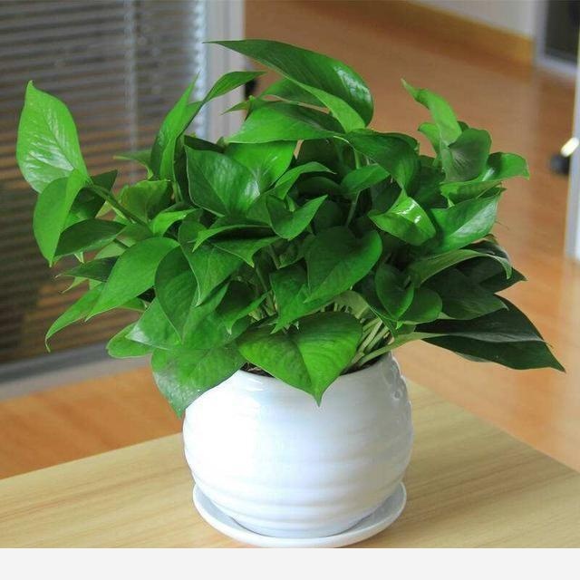 黃金葛不缺水、通風好、光照可以，怎麼還黃葉？-不喜歡背後有人的回答