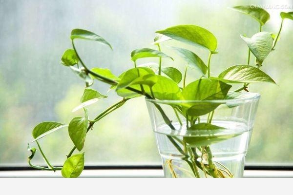 黃金葛不缺水、通風好、光照可以，怎麼還黃葉？-e小輝的回答