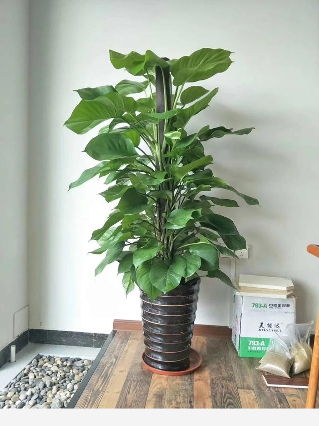 黃金葛不缺水、通風好、光照可以，怎麼還黃葉？-楊福花場福哥和他的花的回答