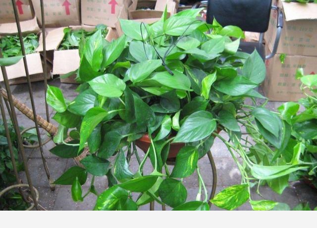 黃金葛不缺水、通風好、光照可以，怎麼還黃葉？-明看的回答