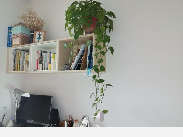室內黃金葛怎麼老是黃葉子，怎麼處理？-綠色昨天的回答