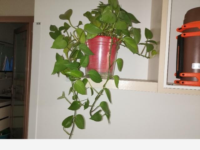 室內黃金葛怎麼老是黃葉子，怎麼處理？-綠色昨天的回答