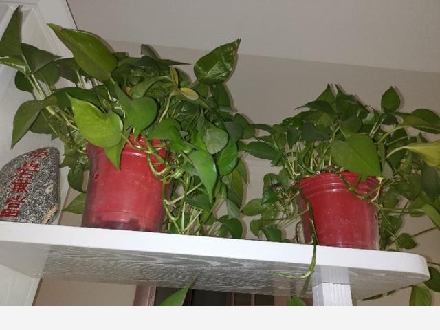 室內黃金葛怎麼老是黃葉子，怎麼處理？-綠色昨天的回答