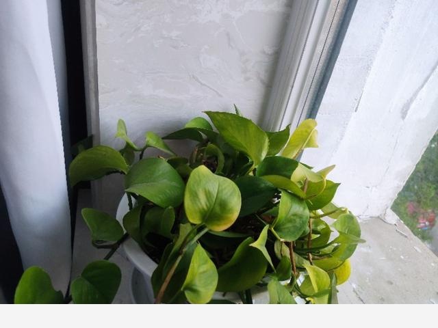 室內黃金葛怎麼老是黃葉子，怎麼處理？-吉林田子侃生活的回答
