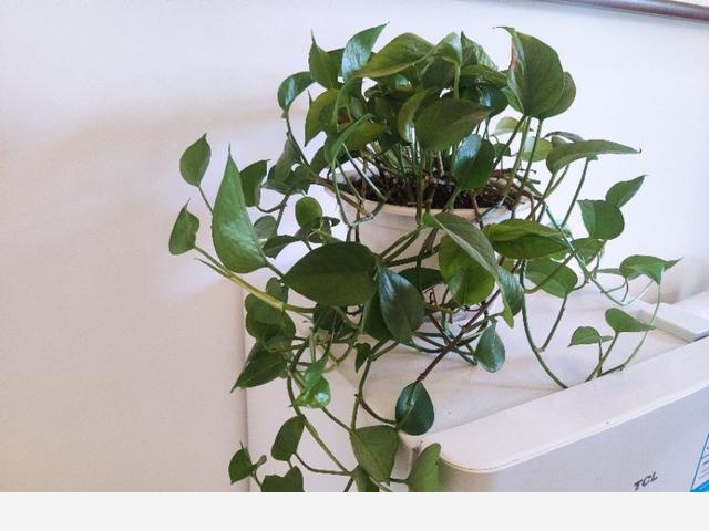 室內黃金葛怎麼老是黃葉子，怎麼處理？-吉林田子侃生活的回答