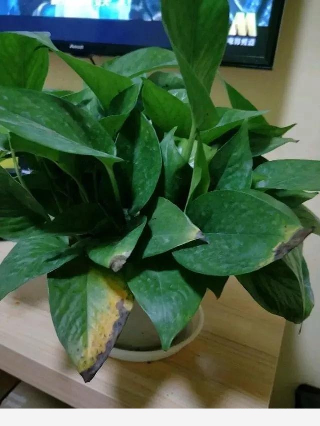 室內黃金葛怎麼老是黃葉子，怎麼處理？-一條千年鯽魚的回答