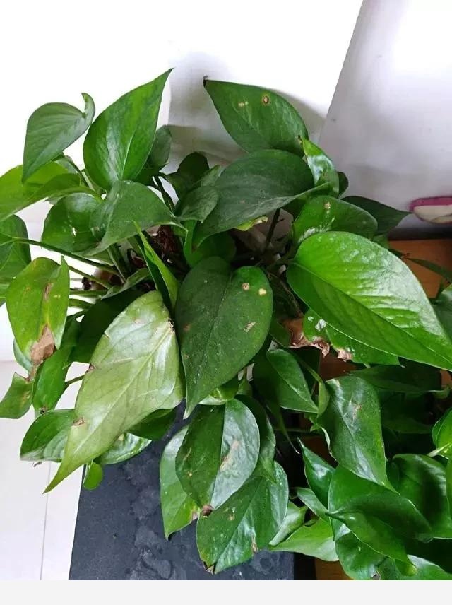 室內黃金葛怎麼老是黃葉子，怎麼處理？-一條千年鯽魚的回答