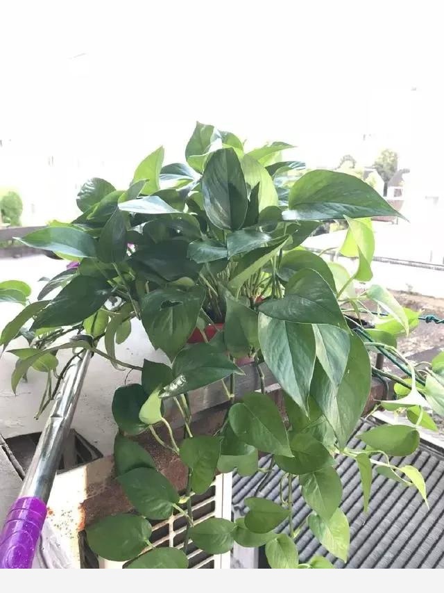 室內黃金葛怎麼老是黃葉子，怎麼處理？-一條千年鯽魚的回答