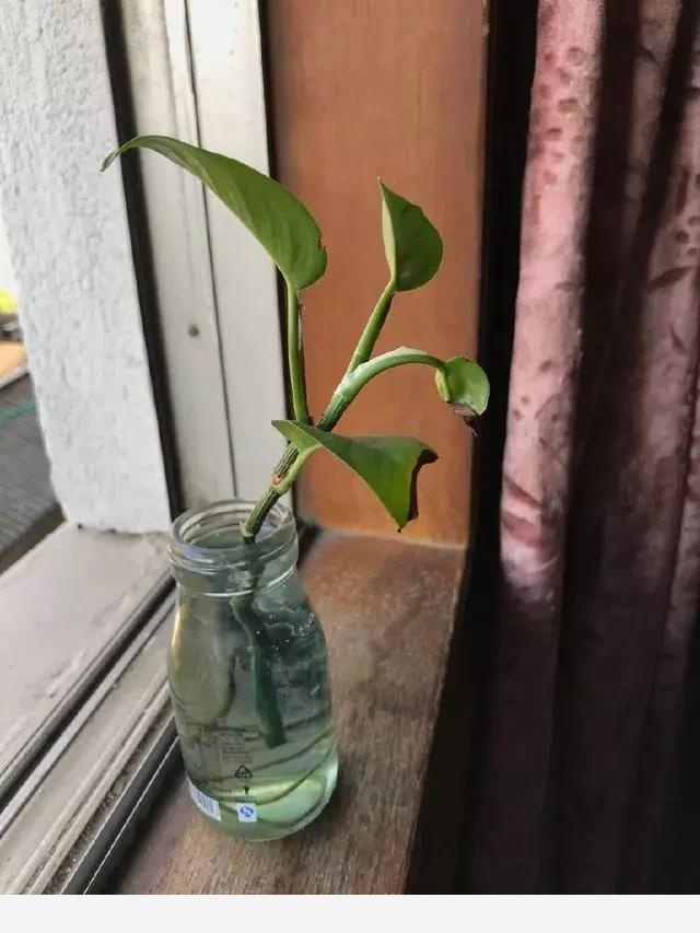 室內黃金葛怎麼老是黃葉子，怎麼處理？-一條千年鯽魚的回答