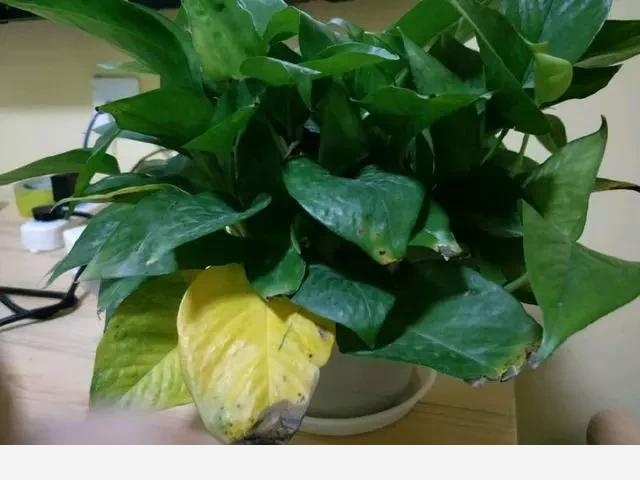 室內黃金葛怎麼老是黃葉子，怎麼處理？-一條千年鯽魚的回答