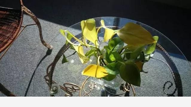 室內黃金葛怎麼老是黃葉子，怎麼處理？-一條千年鯽魚的回答