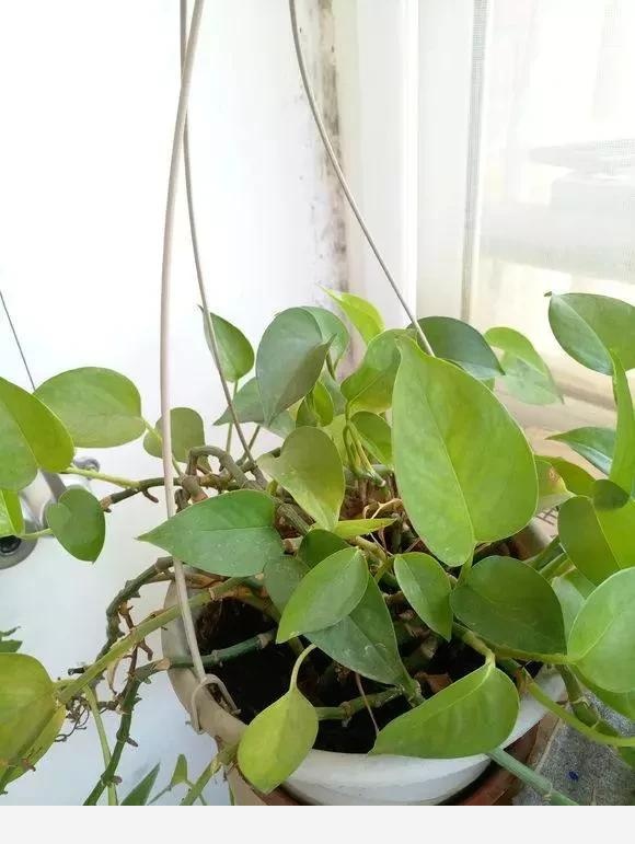 室內黃金葛怎麼老是黃葉子，怎麼處理？-一條千年鯽魚的回答