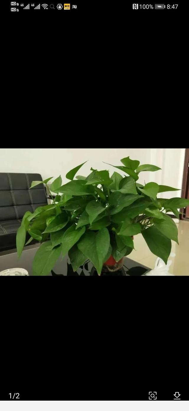 室內黃金葛怎麼老是黃葉子，怎麼處理？-77趣生活的回答