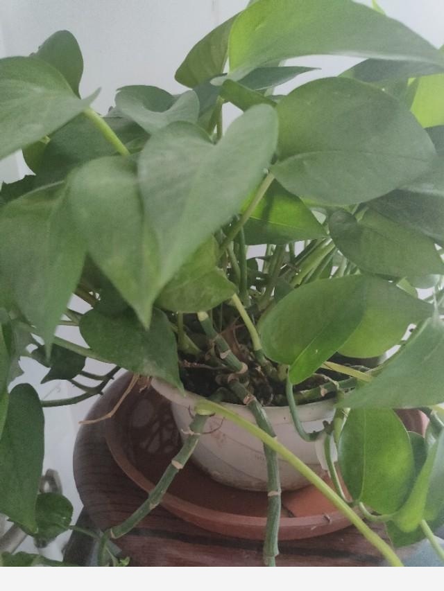 室內黃金葛怎麼老是黃葉子，怎麼處理？-瀟洒的走路的回答