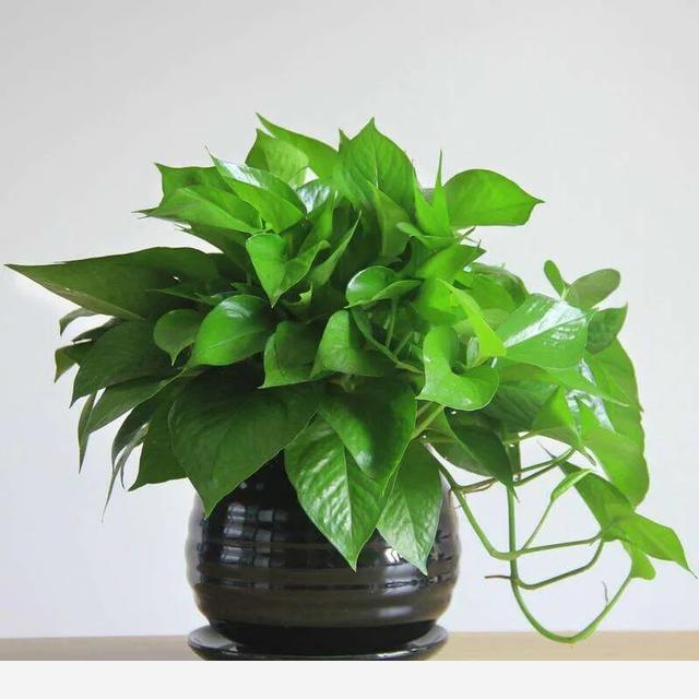 室內黃金葛怎麼老是黃葉子，怎麼處理？-檸檬生活技巧的回答
