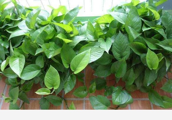 室內黃金葛怎麼老是黃葉子，怎麼處理？-檸檬生活技巧的回答