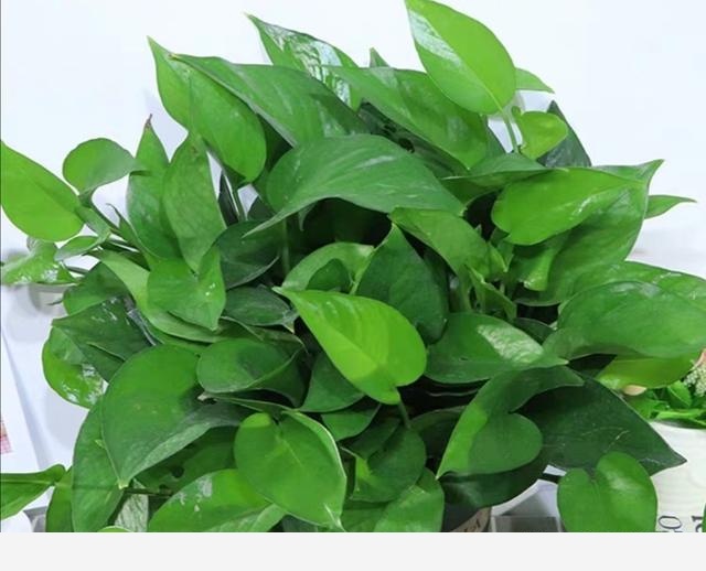 室內黃金葛怎麼老是黃葉子，怎麼處理？-鼠哥生活日記的回答