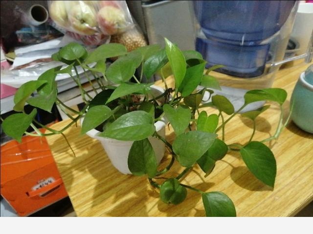 室內黃金葛怎麼老是黃葉子，怎麼處理？-客家低調的回答