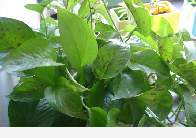 黃金葛起黑點是怎麼回事？-養花小課堂的回答