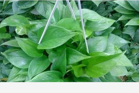 黃金葛起黑點是怎麼回事？-養花小課堂的回答