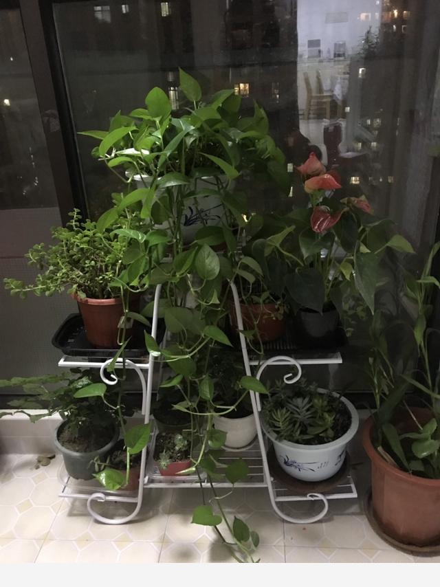 家裡有一盆黃金葛葉片黃斑，容易發蔫，怎麼回事？-最近不喝咖啡的回答