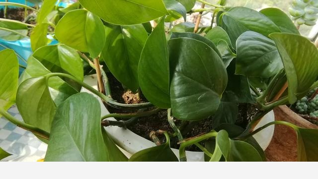 我家黃金葛為什麼剛出新葉就干尖？-籽銥奶奶的回答