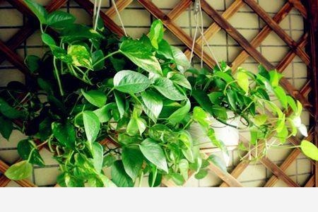 我家黃金葛為什麼剛出新葉就干尖？-智哥肥龍的回答