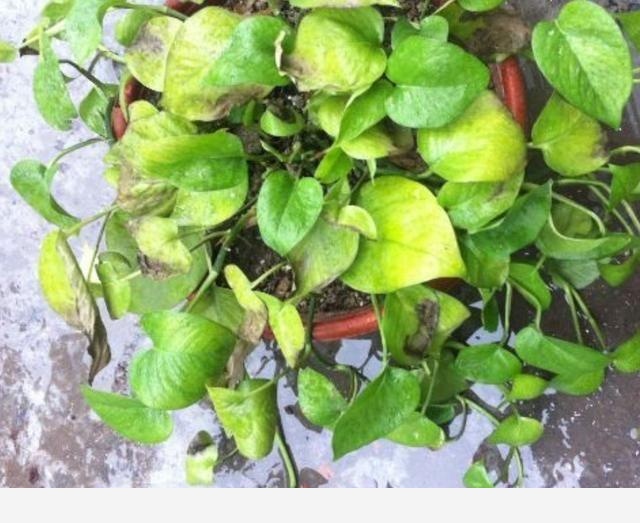 黃金葛根爛掉了，該怎麼辦？-陽臺花園菜園的回答