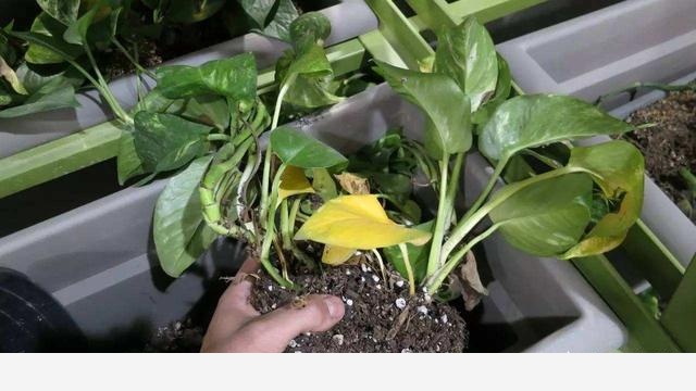 黃金葛根爛掉了，該怎麼辦？-陽臺花園菜園的回答