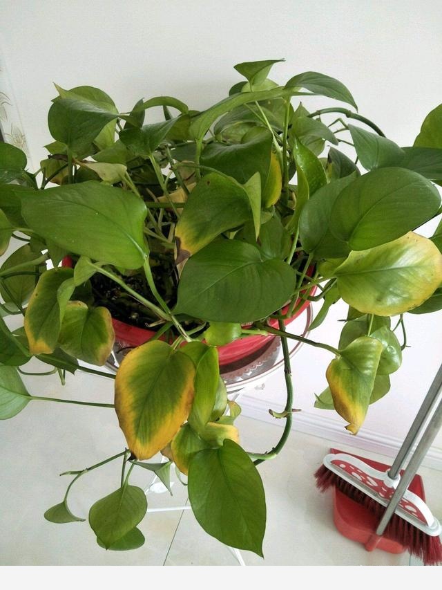 黃金葛根爛掉了，該怎麼辦？-陽臺花園菜園的回答