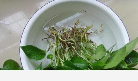 黃金葛根爛掉了，該怎麼辦？-陽臺花園菜園的回答
