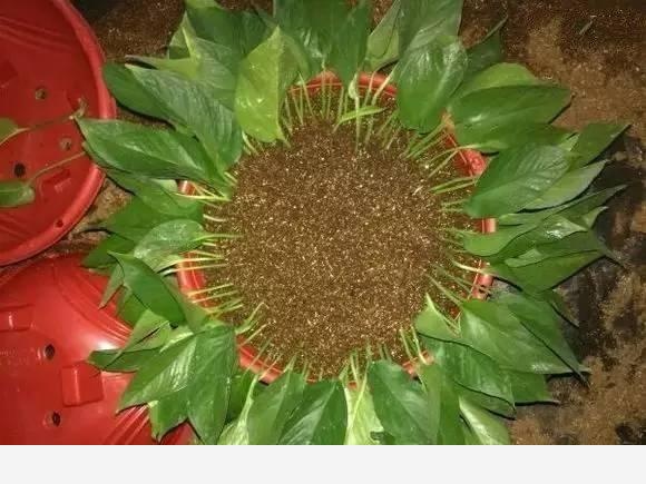黃金葛根爛掉了，該怎麼辦？-陽臺花園菜園的回答