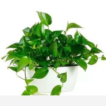 黃金葛的葉子有黃色的斑點是什麼原因？該怎麼辦？-Mofo花卉的回答