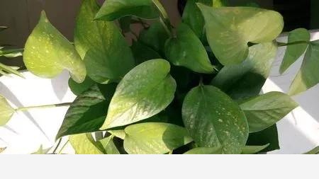 黃金葛的葉子有黃色的斑點是什麼原因？該怎麼辦？-Mofo花卉的回答