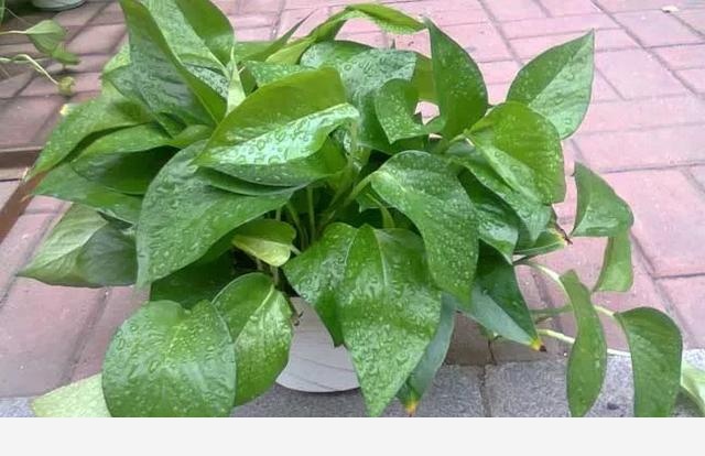 黃金葛根爛掉了，該怎麼辦？-胖妹糖糖的回答