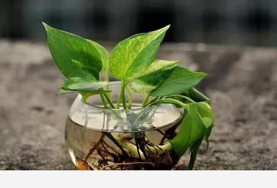 黃金葛根爛掉了，該怎麼辦？-胖妹糖糖的回答