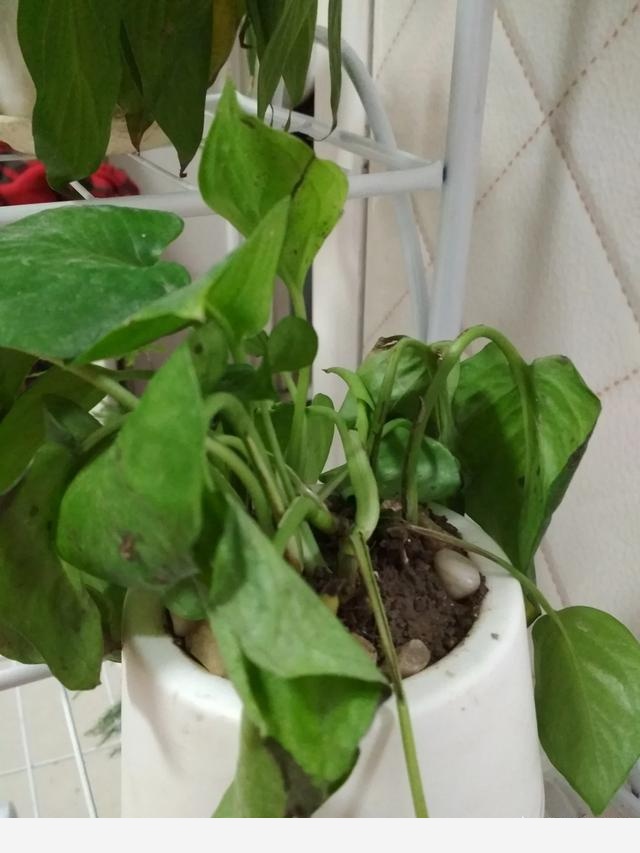 黃金葛根壞死了怎麼辦？如何預防？-陽臺花園菜園的回答