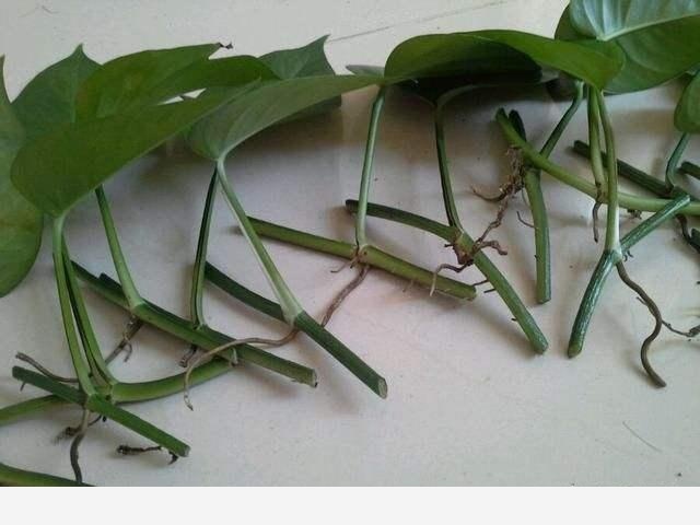 黃金葛根壞死了怎麼辦？如何預防？-陽臺花園菜園的回答
